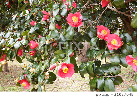 冬から春先にかけ咲く椿の花。「茶花の女王」の異名をとる。 21027049