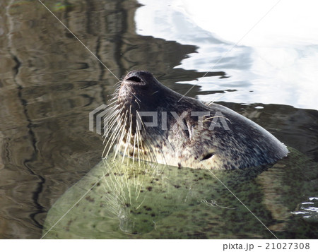 冬のアザラシ 21027308