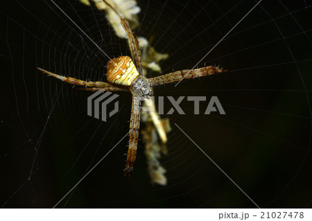 Spiders in the forest Natural background Spiders in the forest Natural background 21027478