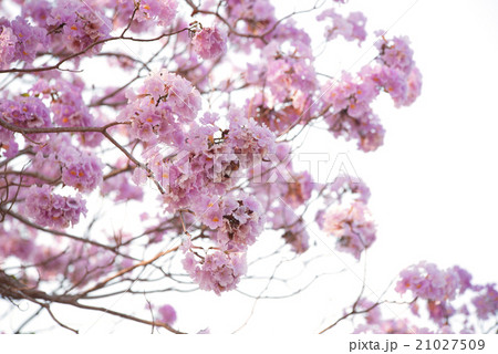 Pink Trumpet Tree in Thailand 21027509