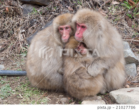 Snow Monkey in hot spring 21027786