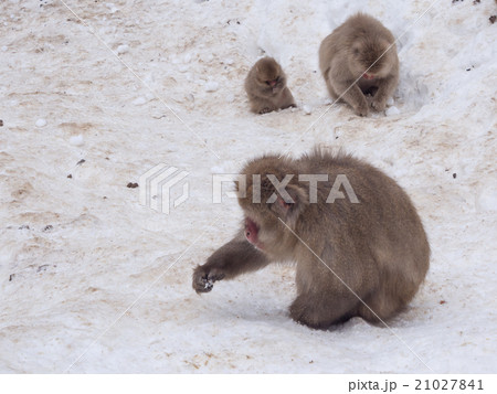 Family of Snow Monkeys finding nut pine for eat Family of Snow Monkeys finding nut pine for eat 21027841