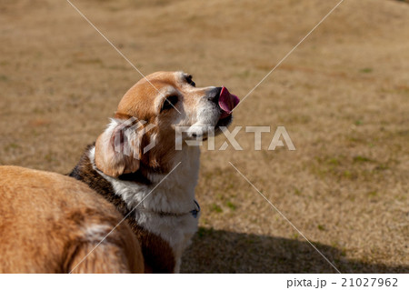 ビーグル犬 21027962