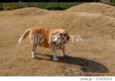 ビーグル犬 21028103