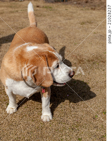 ビーグル犬 ビーグル犬 21028237