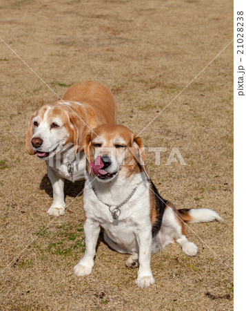 ビーグル犬 21028238