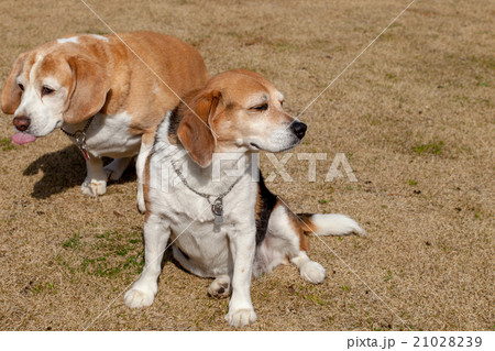 ビーグル犬 ビーグル犬 21028239