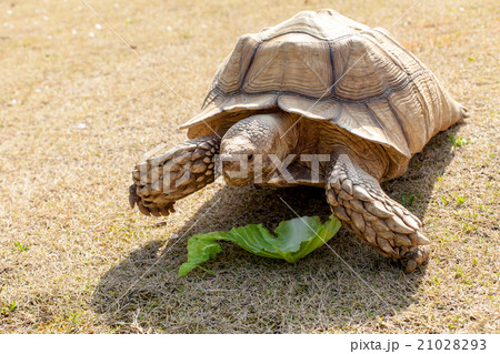 ケヅメ陸亀 ケヅメ陸亀 21028293