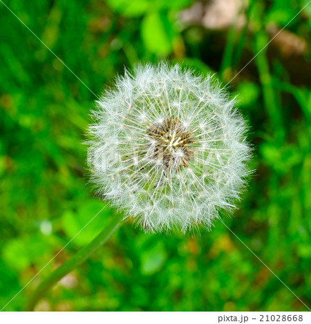 seeds of a dandelion  21028668