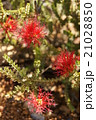 Red flower 21028850