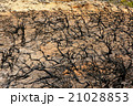 Black tree 21028853