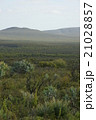 Green 21028857