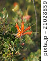 Orenge flower 21028859