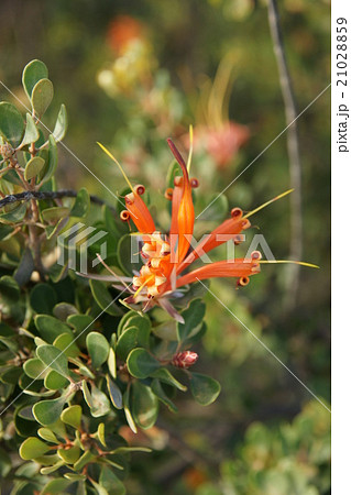 Orenge flower 21028859