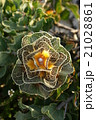Natural beauty 21028861