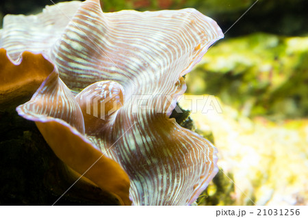 ヒレシャコガイ ヒレシャコガイ 21031256