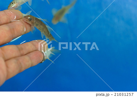 ドクターフィッシュ ドクターフィッシュ 21031257