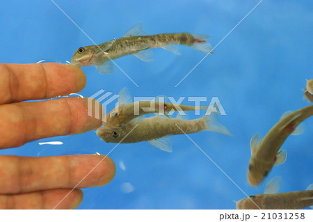 ドクターフィッシュ ドクターフィッシュ 21031258