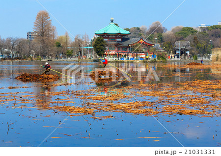 青空が広がる上野恩賜公園の蓮池での枯れ蓮の片付け作業 21031331