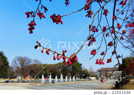 上野恩賜公園の噴水広場の寒緋桜と青空 21031336