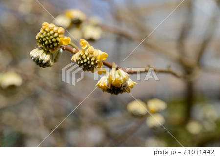 ミチマタの花 ミチマタの花 21031442