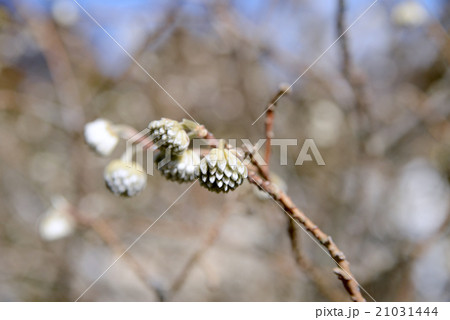 ミチマタの蕾 21031444