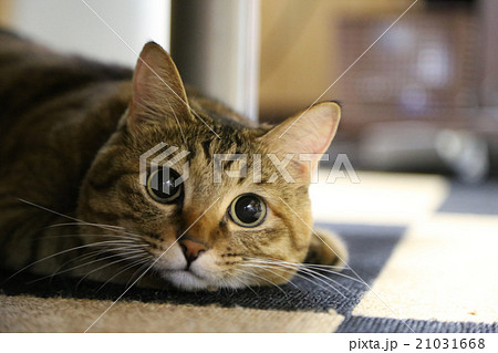 パパを見つめる猫 21031668