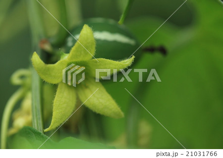 自然 植物 オキナワスズメウリ、開花期は夏から秋のはずですが二月の石垣島の写真です① 自然 植物 オキナワスズメウリ、開花期は夏から秋のはずですが二月の石垣島の写真です① 21031766