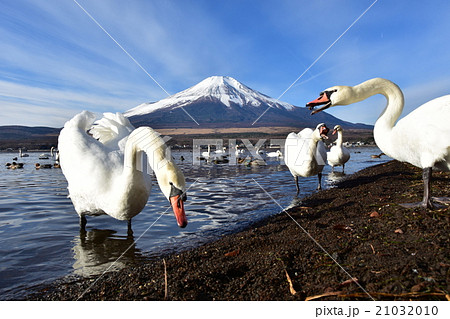 山中湖 白鳥と富士山の写真素材