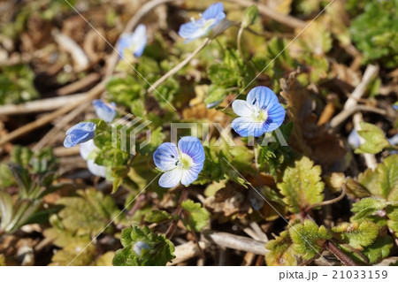オオイヌノフグリ　花 21033159
