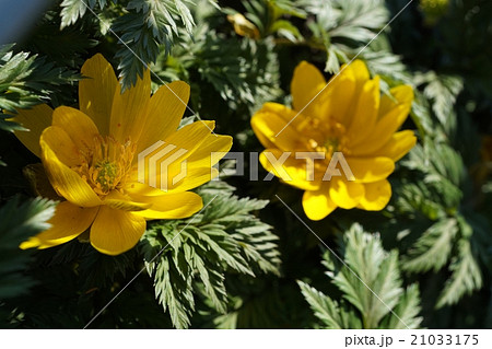 フクジュソウ 21033175