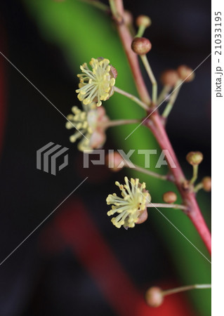 自然 植物 クロトンノキ、葉っぱの存在感が目立ちますが花も捨てたものではありません 自然 植物 クロトンノキ、葉っぱの存在感が目立ちますが花も捨てたものではありません 21033195