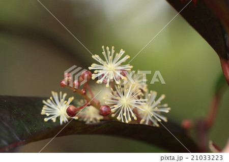 自然 植物 クロトンノキ、花は冬の一時期を除いて周年咲くようです。これは雄花です 自然 植物 クロトンノキ、花は冬の一時期を除いて周年咲くようです。これは雄花です 21033223