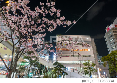 埼玉県　川口駅前キュポラ広場の安行桜 21033338