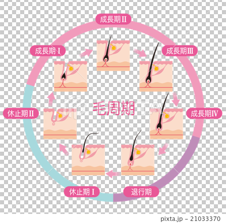 Hair Removal Hair Cycle Hair Cycle 21033370