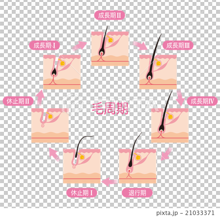 Hair Removal Hair Cycle Hair Cycle 21033371