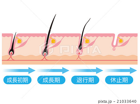 脱毛 毛周期 ヘアサイクルのイラスト素材