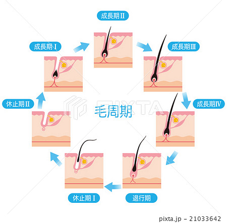 脱毛 毛周期 ヘアサイクルのイラスト素材