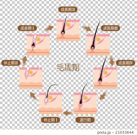 脱毛　毛周期　ヘアサイクル 21033644