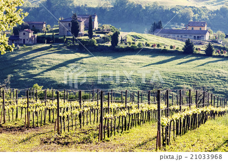 Vineyard and houses on hill in background 21033968