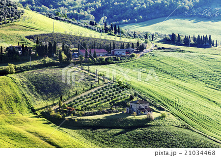 Landscape with green hills and vineyard 21034468