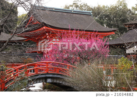 下鴨神社の紅梅 下鴨神社の紅梅 21034882