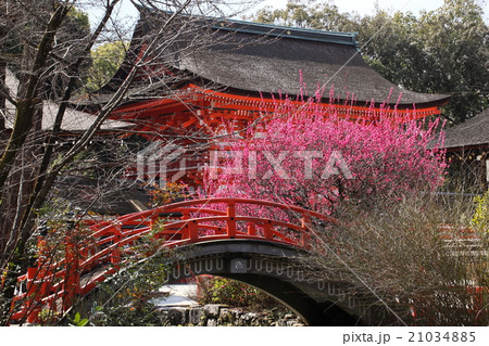 下鴨神社の紅梅 21034885