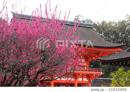 下鴨神社の紅梅 21035005