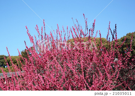 下鴨神社の紅梅 21035011