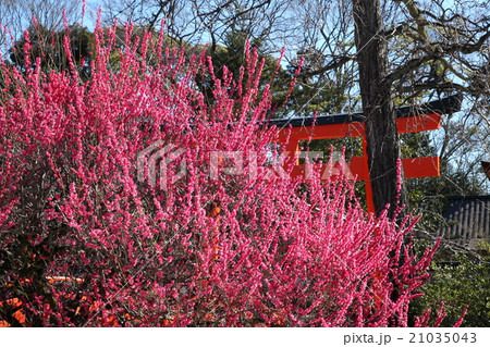 下鴨神社の紅梅 下鴨神社の紅梅 21035043