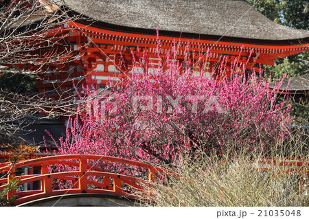 下鴨神社の紅梅 21035048