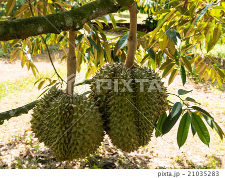 Fresh durian on durian tree in Ease of Thailand. 21035283