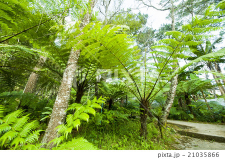 fern leaves in a park 21035866