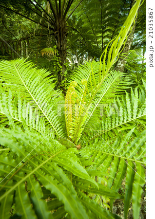 fern leaves in a park 21035867